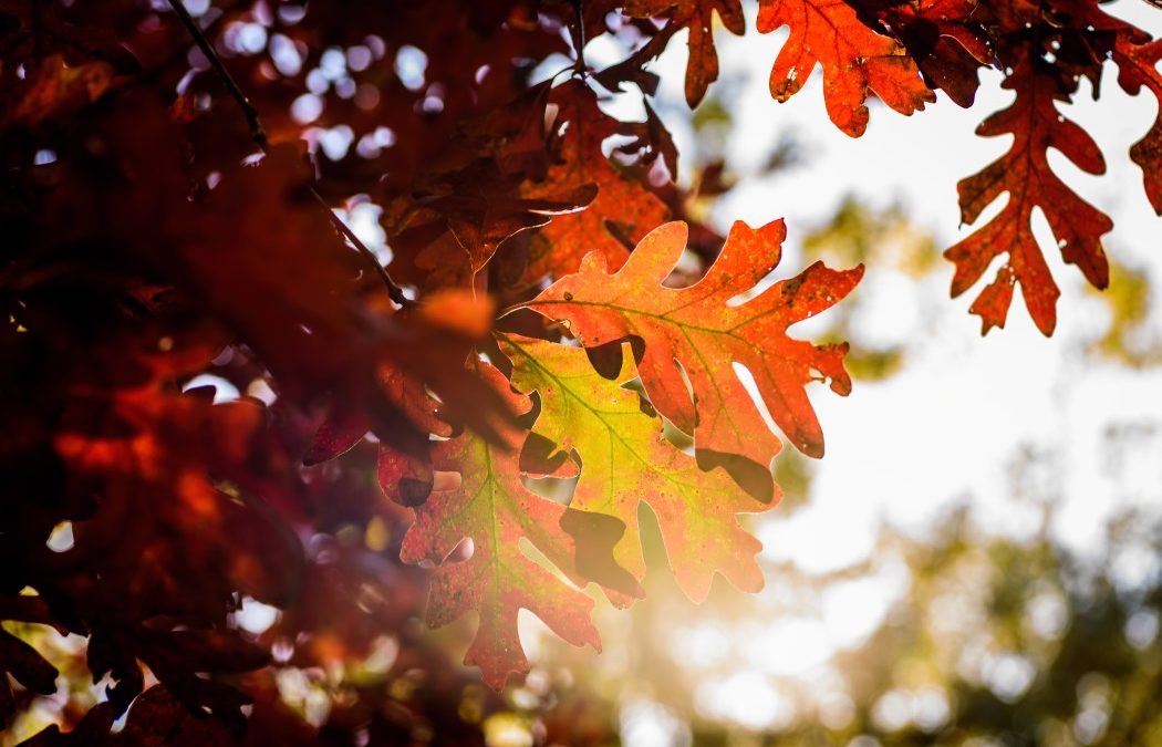 brilliantly red, orange, and yellow oak leaves