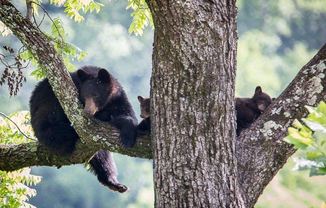 family of black bears in a tree in east tennessee