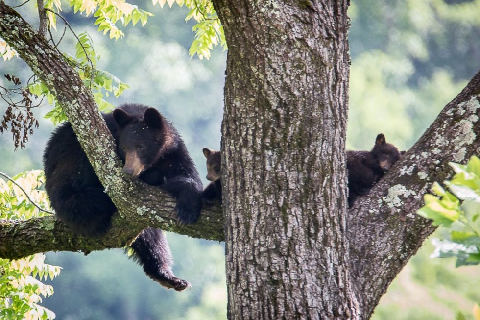 Plants and Animals of White Pine, TN - White Pine