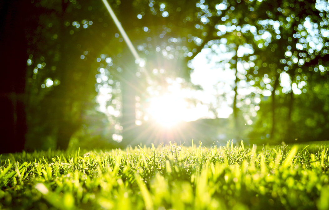 photo of grass and trees basking in the sunlight