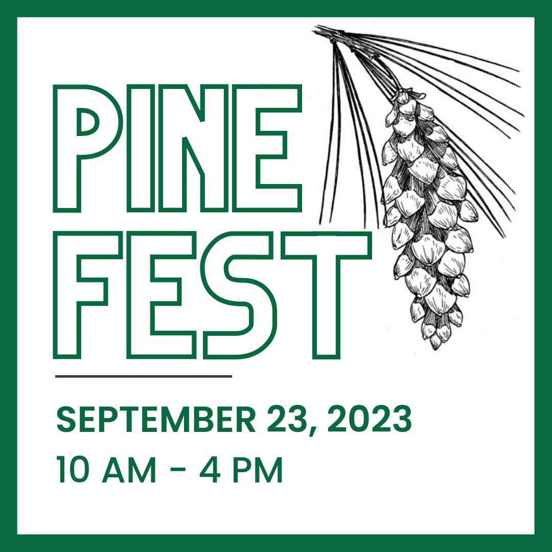 Pine Fest 2023 White Pine