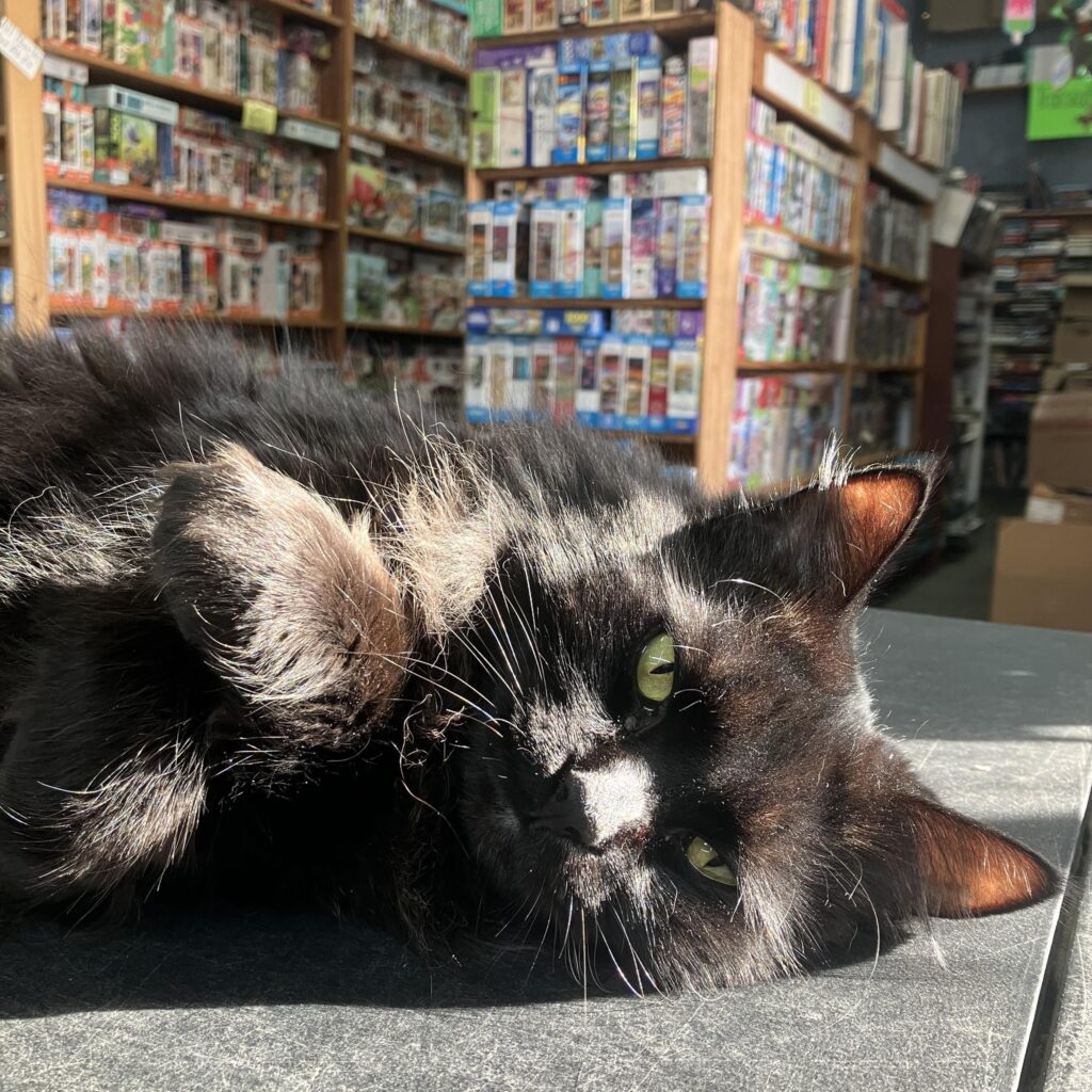 Cat at White Pine Books